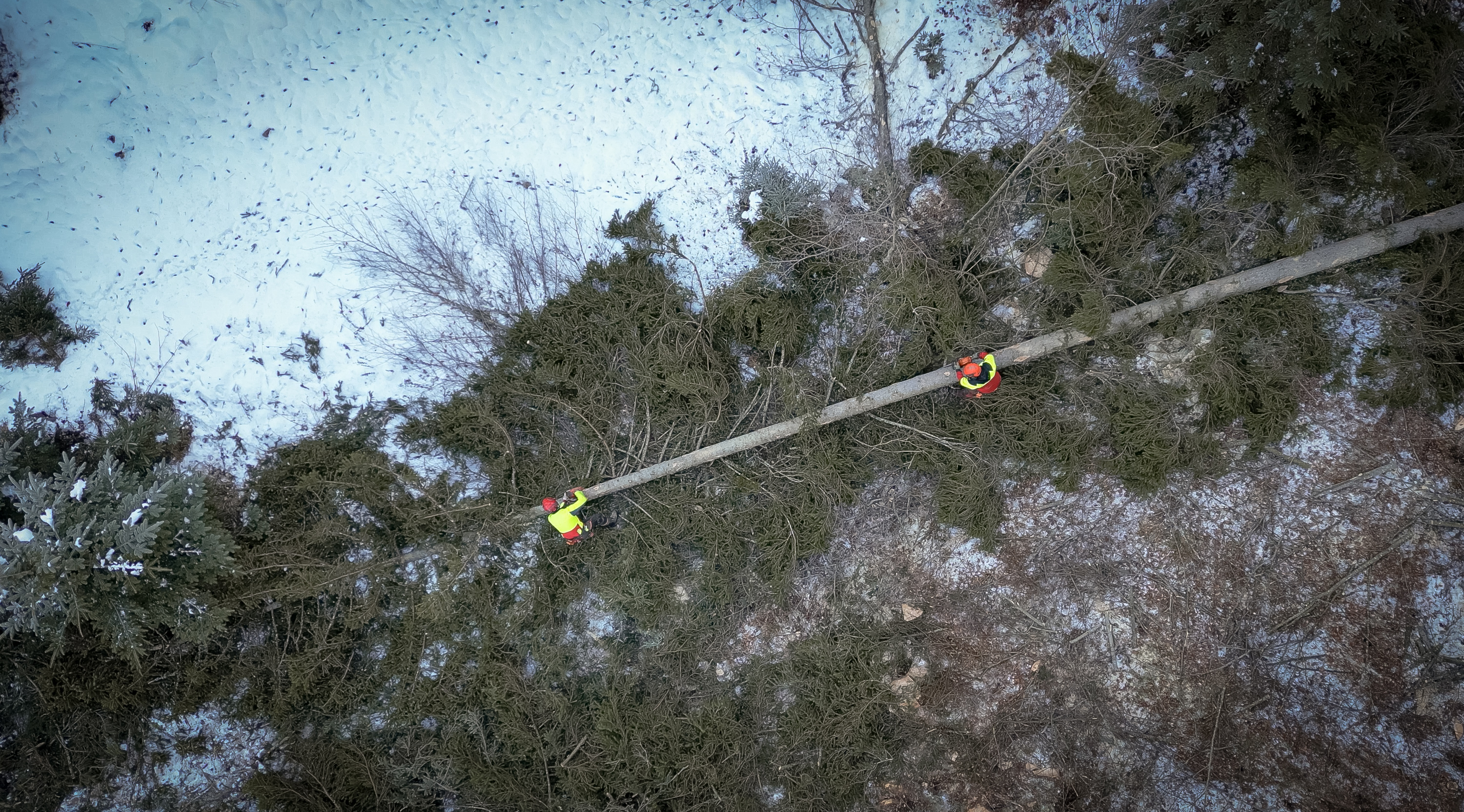 Ihr Büro ist der Wald: 
