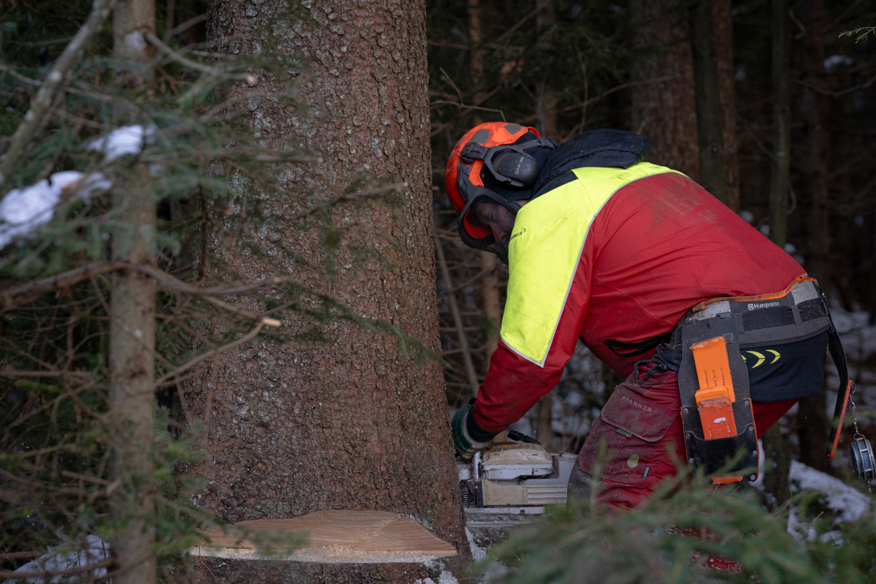 Ein Schnitt – und 110 Jahre Leben einer Fichte enden.