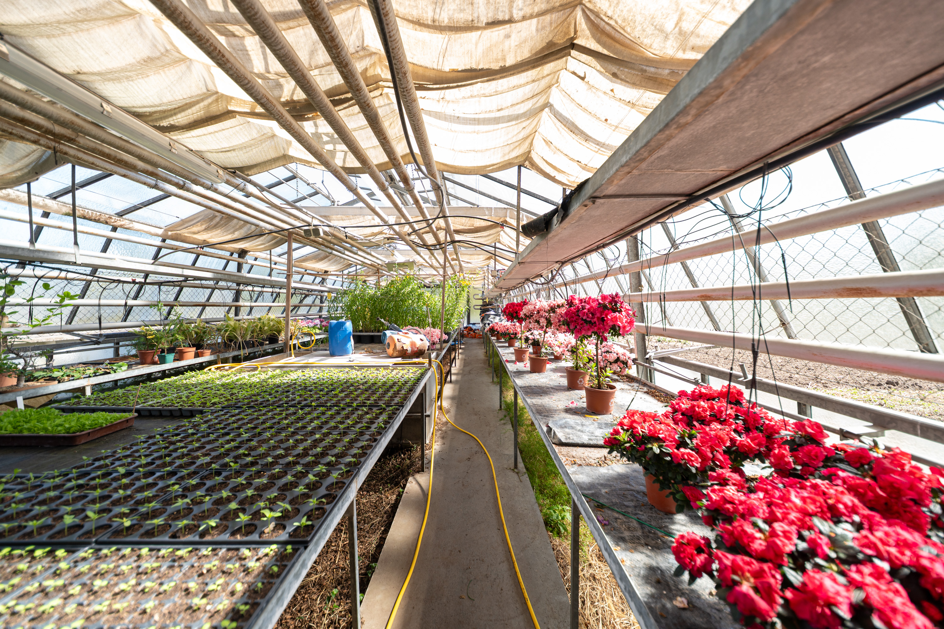 Es wächst und blüht im Glashaus.