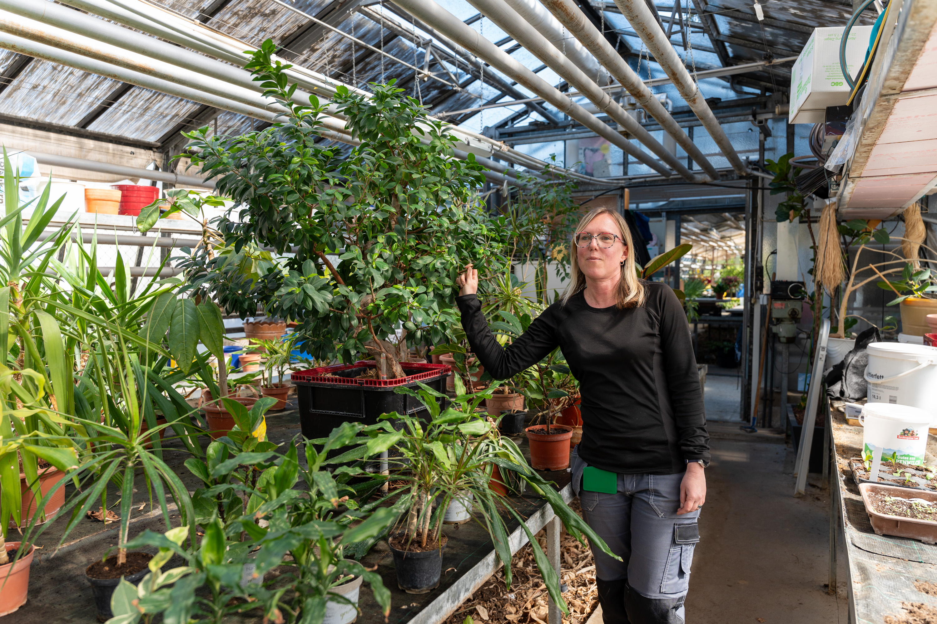 Simone Vodeb betreut auch einen imposanten Bonsai.