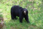 Nahaufnahme eines Bären im Gras. Die Fellfarbe ist überwiegend schwarz mit helleren Stellen.