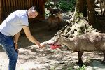 Person füttert einen Steinbock. Im Hintergrund weitere Tiere.