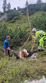 Rettungseinsatz in den Bergen: Ein Ochse wird mit Seilen und einer Trage geborgen.