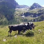 Das schönste Tierfoto im letzten Jahr  stammt von Georg Giselbrecht aus Gröbming