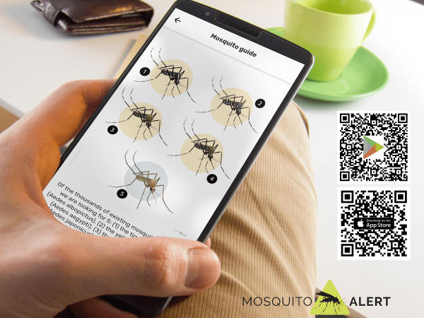 Funde der Tigermücke bitte über die kostenfreie App Mosquito-Alert melden. © Foto: AGES; bei Quellenangabe honorafrei