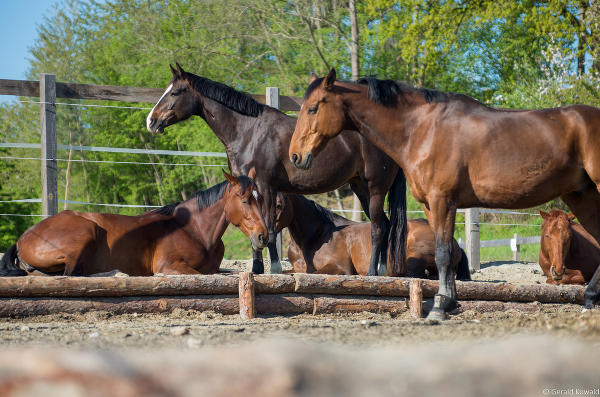 Das schönste Tierfoto stammt vom Betrieb Kowald © Foto: Betrieb Kowald; bei Quellenangabe honorarfrei