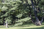 Am 2. Juni findet im Schlosspark Eggenberg das Baum-Naturdenkmal-Picknick statt. © Naturschutzbund; Verwendung bei Quellenangabe honorarfrei Am 2. Juni findet im Schlosspark Eggenberg das Baum-Naturdenkmal-Picknick statt.