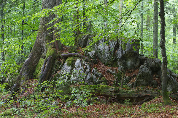 Urwald im obersteirischen Wildnisgebiet. © Land Steiermark/Hans Glader; Verwendung bei Quellenangabe honorarfrei