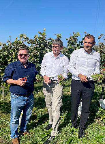LR Werner Amon bei der Weinlese am Weinberg „Horvat“ © Land Steiermark; Verwendung bei Quellenangabe honorarfrei