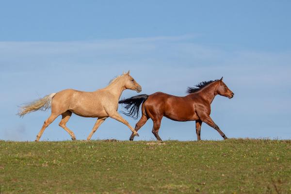 Das schönste Tierfoto stammte letztes Jahr vom Betrieb Dietmar Fiedler aus Fürstenfeld.  © Foto: Dietmar Fiedler; bei Quellenangabe honorafrei