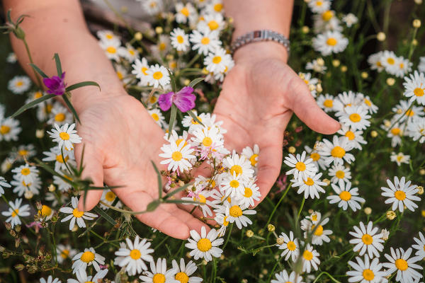 Blühwiesen können auch im Schulgarten erhalten werden   © Naturschwärmerei; Verwendung bei Quellenangabe honorarfrei