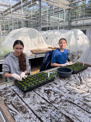 Teilnehmerinnen des Girls`Day in der Versuchsstation Wies bei der vegetativen Vermehrung von Apfelminze. © Land Steiermark/Lengauer; Verwendung bei Quellenangabe honorarfrei